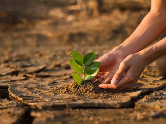 Hands planting a tree